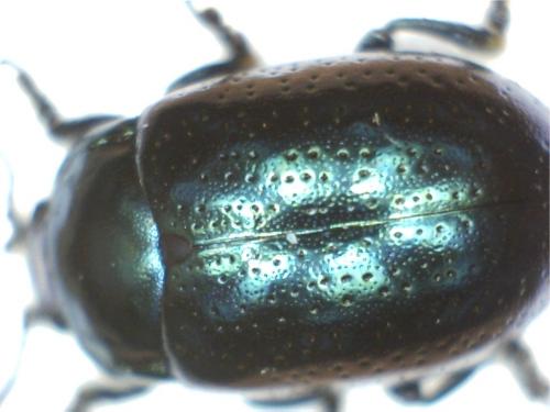 Réf. 193 959 : Chrysolina quadrigemina